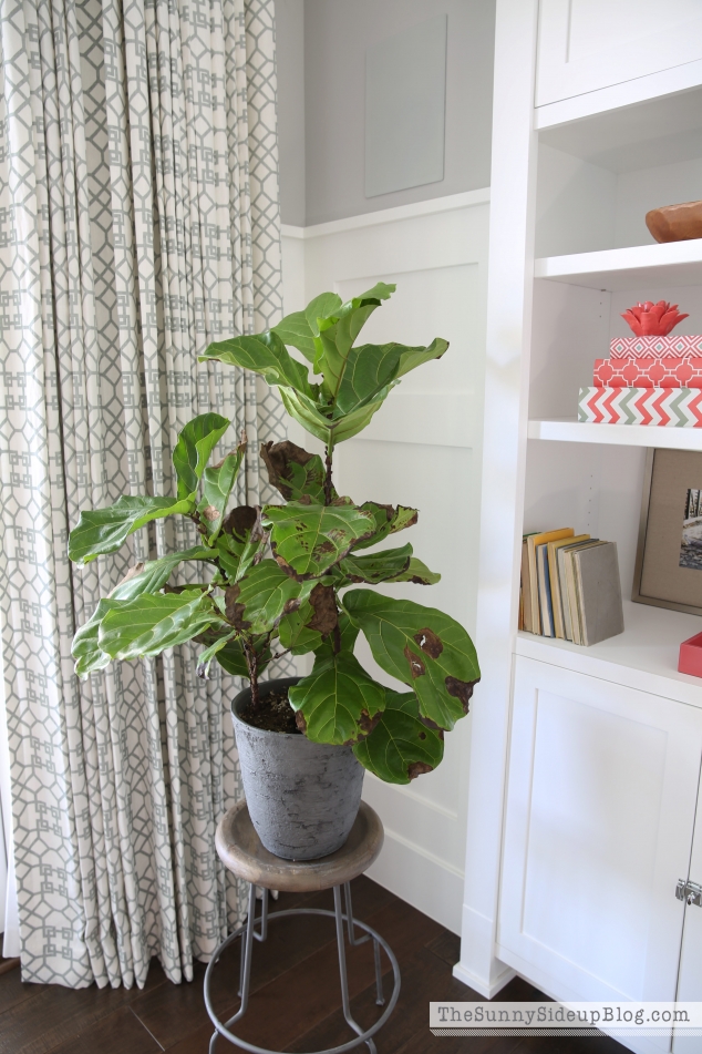 fiddle-leaf-fig-gone-bad