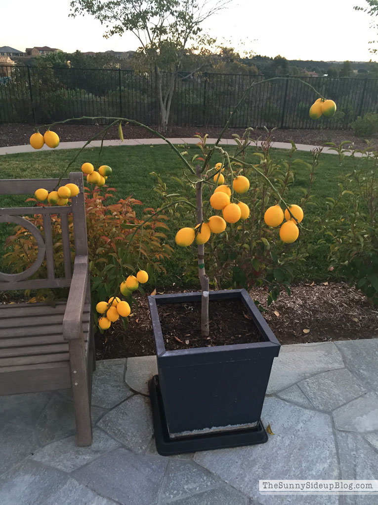 weak-lemon-tree