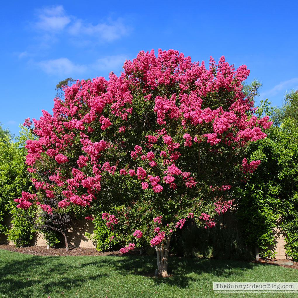 crape-myrtle-trees