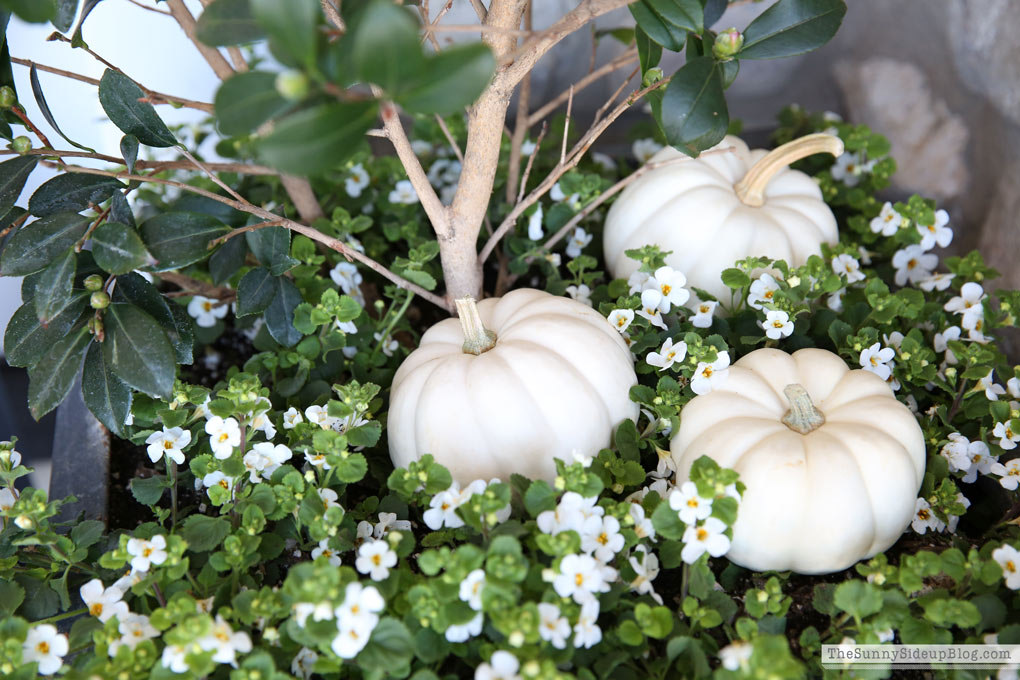 mini-white-pumpkins