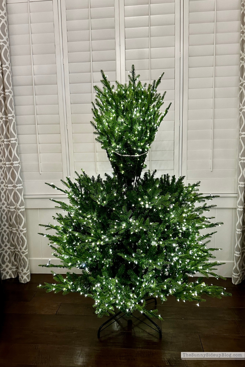 Home Depot Tree (Sunny Side Up)