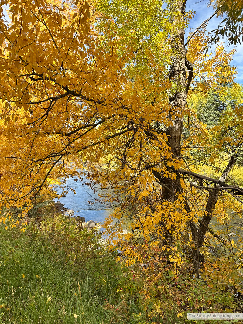 Fall trip and Walmart Christmas (Sunny Side Up)