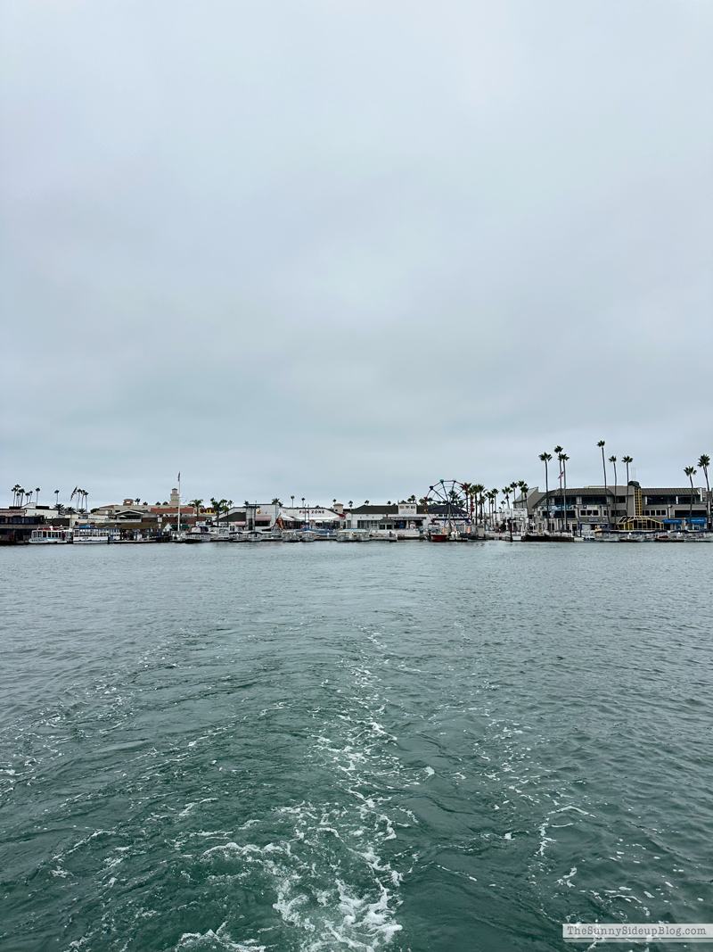 Christmas arrivals, Prime and Newport (Sunny Side Up)